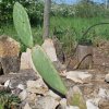 Opuntia ficus-indica